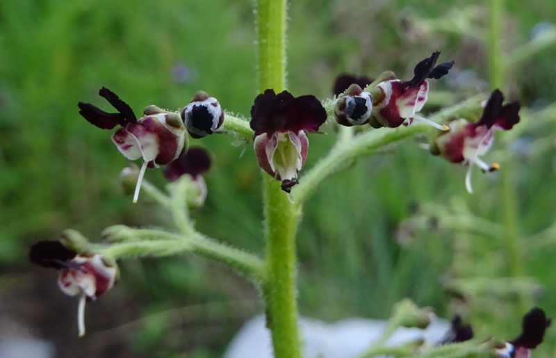 Scrophularia canina - Scrophulariaceae